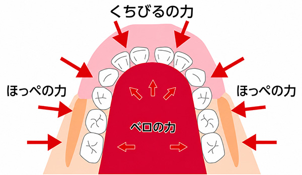 お子さまの歯並びを改善するには、癖の改善と筋肉トレーニングが効果的